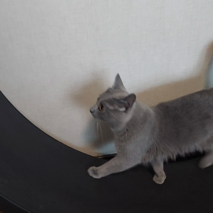 6月2日赤ニャン誕生♡の記事動画