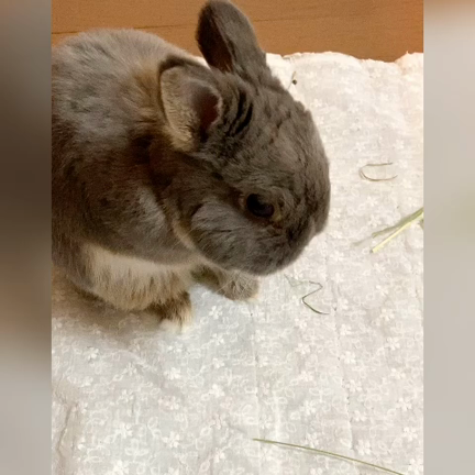 うさぎの顔洗いの記事動画