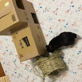 構ってちゃん⁉️の画像