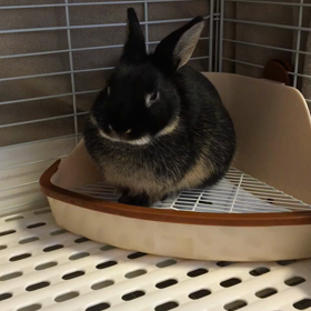 堕ちてゆくたかまるの画像
