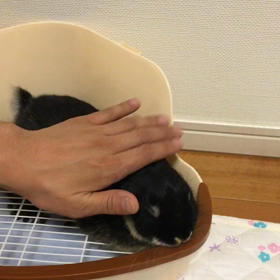 たかまる、飼い慣らされるの画像