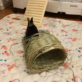 部屋んぽ満喫するたかまるの画像
