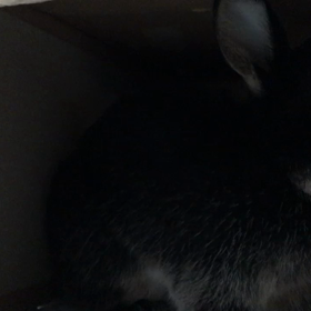 盛大に拒否られる飼い主の画像