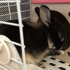今朝のたかまるの画像