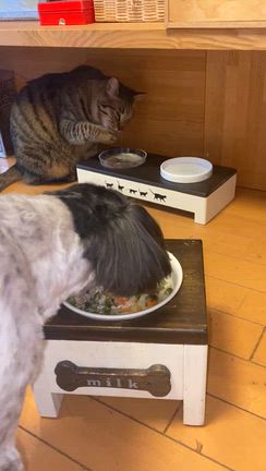 歩行器に合わせた食事台を作っていただきましたの記事動画