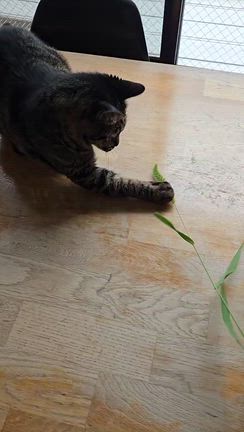 みるく氏ドッグマッサージとおうち猫カフェ四毒抜きのランチ♪の記事動画