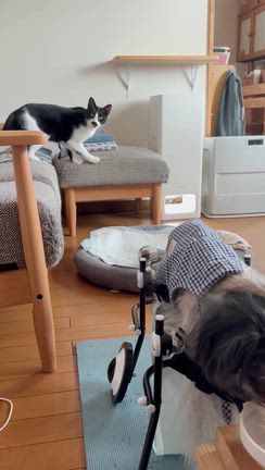 愛犬みるく氏の車椅子♪納車されました！の記事動画