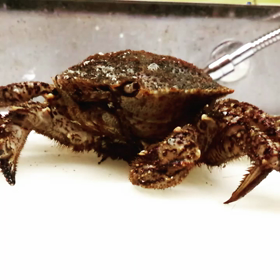 クリガニの画像