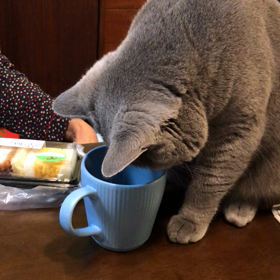 ルーは炭酸が好きで好きで、、、の画像