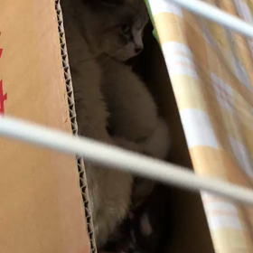 仔猫達の動きに萌えてます☆の画像