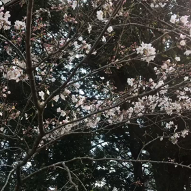 さくら〜♪の画像