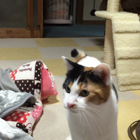 うちの可愛い愛猫♡の画像