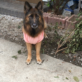 動く幼稚園犬     シェリの画像