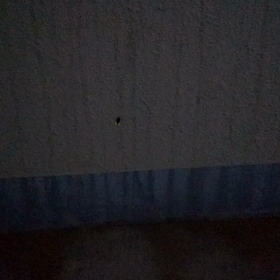 ホタル見っけの画像