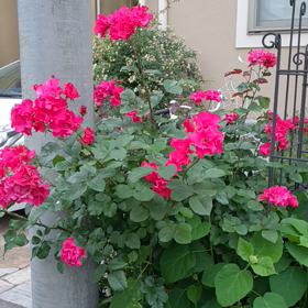 薔薇パーマネントウェーブとプリンセスドゥモナコの画像