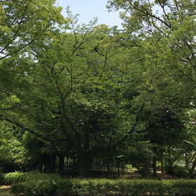 通過しまーすの画像