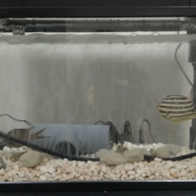 海水魚水槽つくるの  画像