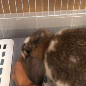 おねだりの画像