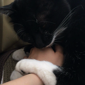 【猫ちゃん動画有り】舐め猫、ボンちゃんの画像