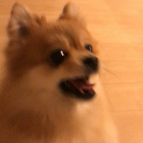 お散歩直後にも関わらず、元気が溢れ出して止まらないポメ。の画像