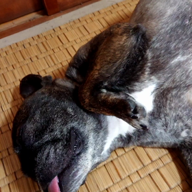 初めて我が家にやってきた日の画像