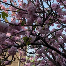 67歳の八重桜の下で今年も花見を楽しむの画像