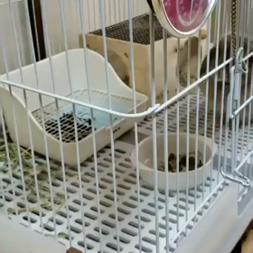 　おかわり要求するうさぎの画像