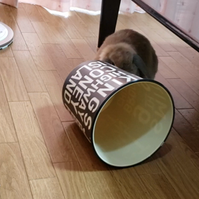 りぼんちゃんの行動の画像