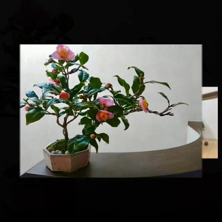 琳葉盆栽教室　生徒さま作品♬の記事動画