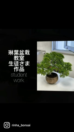 琳葉盆栽教室　生徒さま作品✨の記事動画