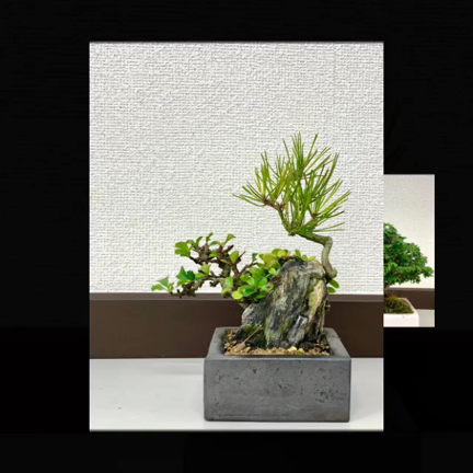 琳葉盆栽教室　荻窪class生徒さま作品の記事動画
