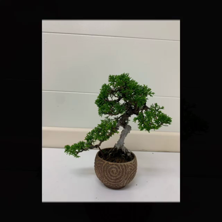 横浜クラス　生徒さまの盆栽お手入れ♬の記事動画