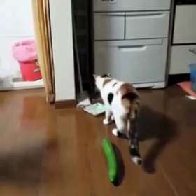 ニャスの画像