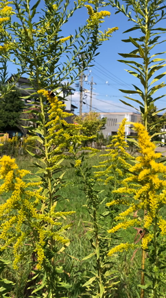 【セイタカアワダチソウの蜜を吸う蜂とよもぎの花】の記事動画