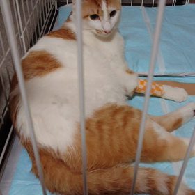 猫の動脈血栓塞栓症by我が家の♂の画像
