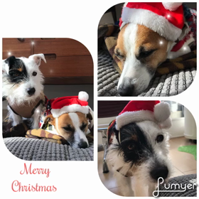 happy christmasの画像