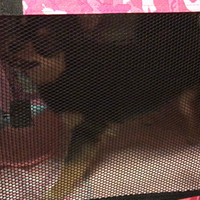 ひそかな抵抗の画像