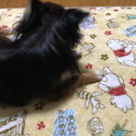 思うようにいかないちわさんの画像