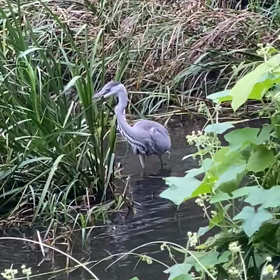 アオサギ、ザリガニを食べるの画像