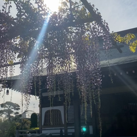樹齢200年　藤の花の画像