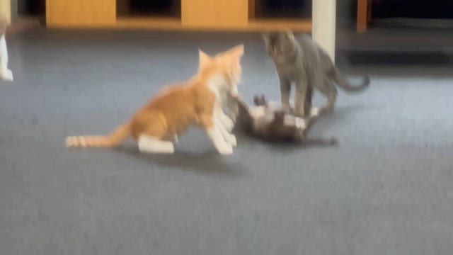 独眼竜兄弟頑張ってますの記事動画