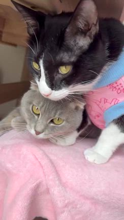 大人猫も頑張るの記事動画