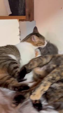るーむの休日の記事動画