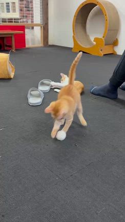 るーむの休日の記事動画
