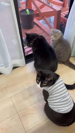 大人猫も頑張るの記事動画