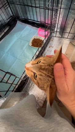止まらないの記事動画