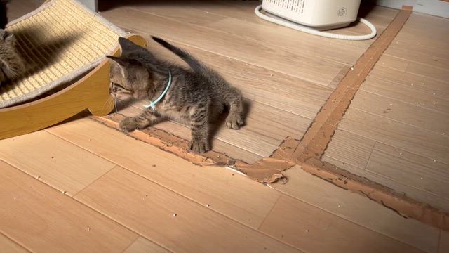 トラベイベーの記事動画