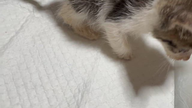 おちびさん達はの記事動画