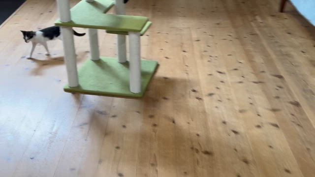 独眼竜兄弟頑張ってますの記事動画