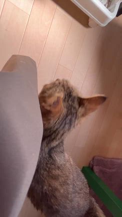 だけちゃんの再出発♪の記事動画